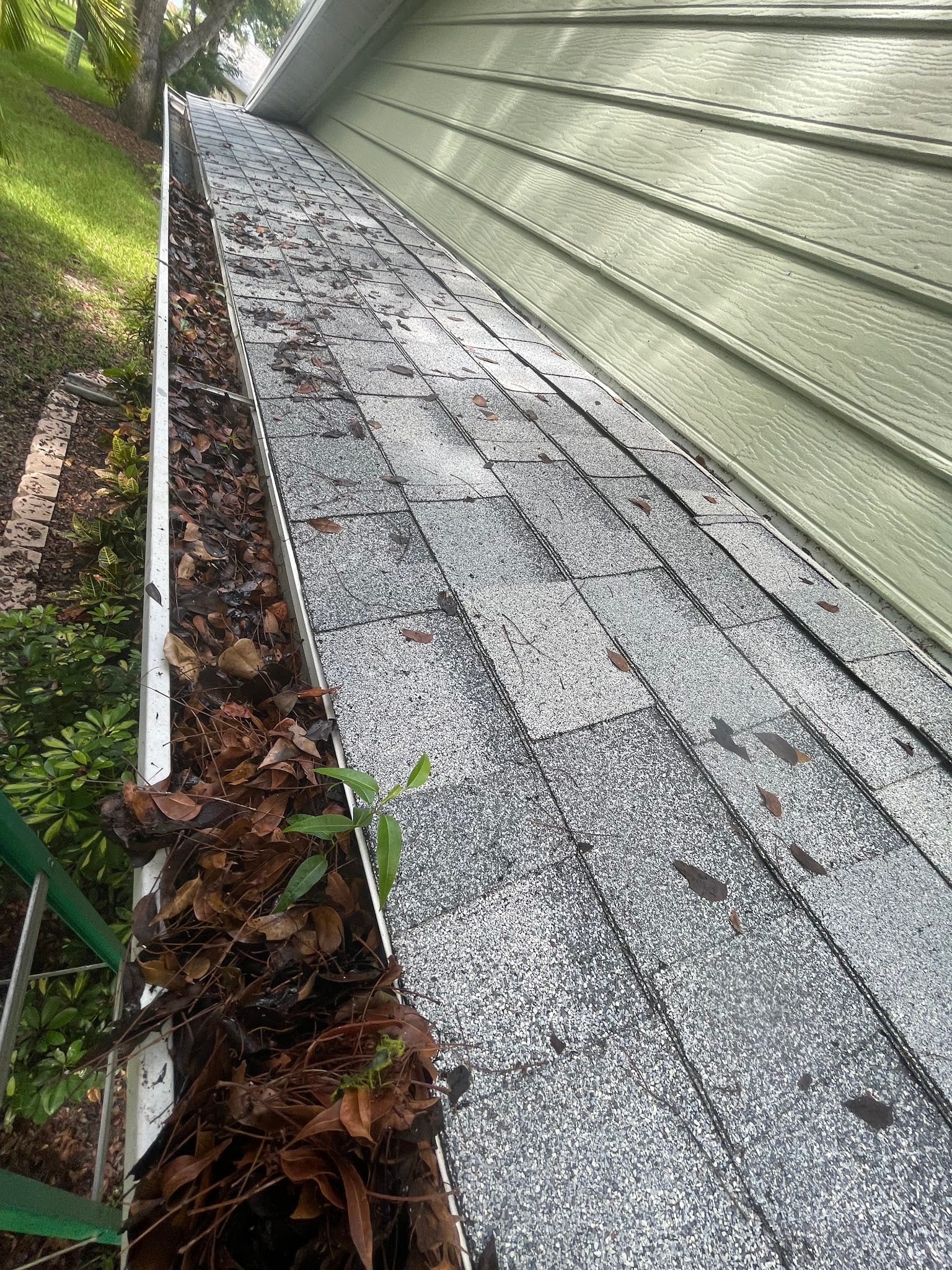 Gutter packed with wet leaves and debris along asphalt shingle roof