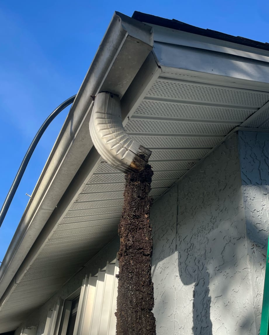 Dark debris mass hanging from clogged gutter downspout on stucco home