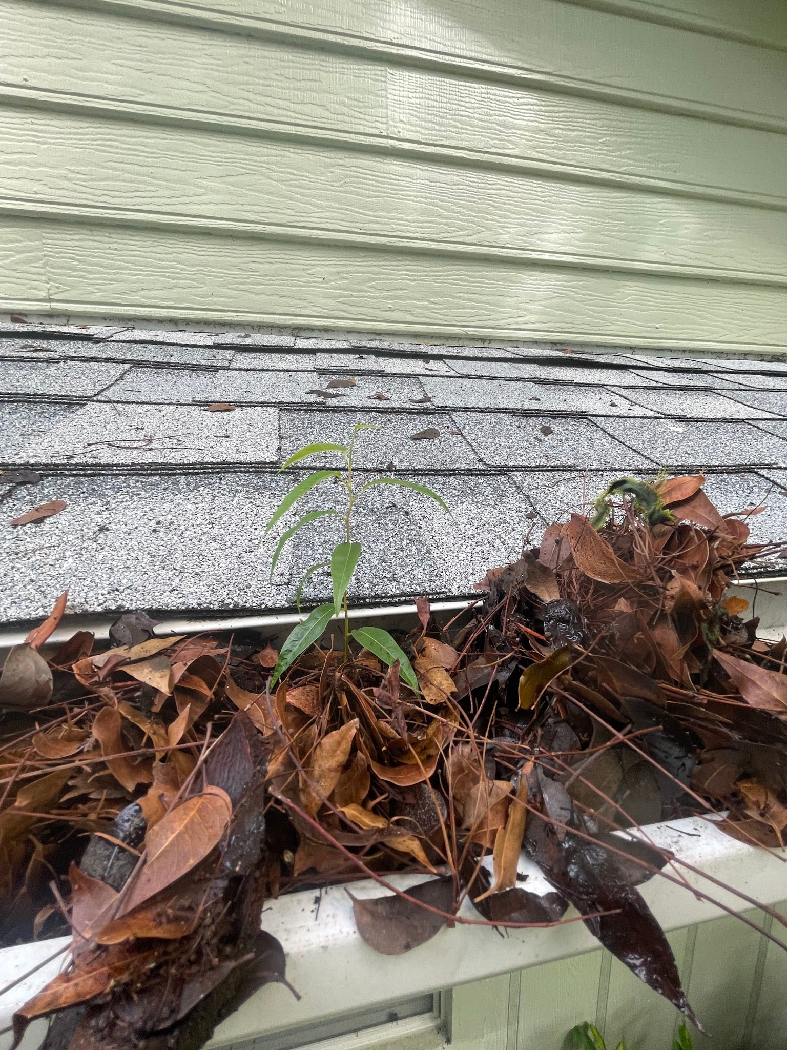 Plant sprouting from debris-filled clogged gutter on Port Charlotte home