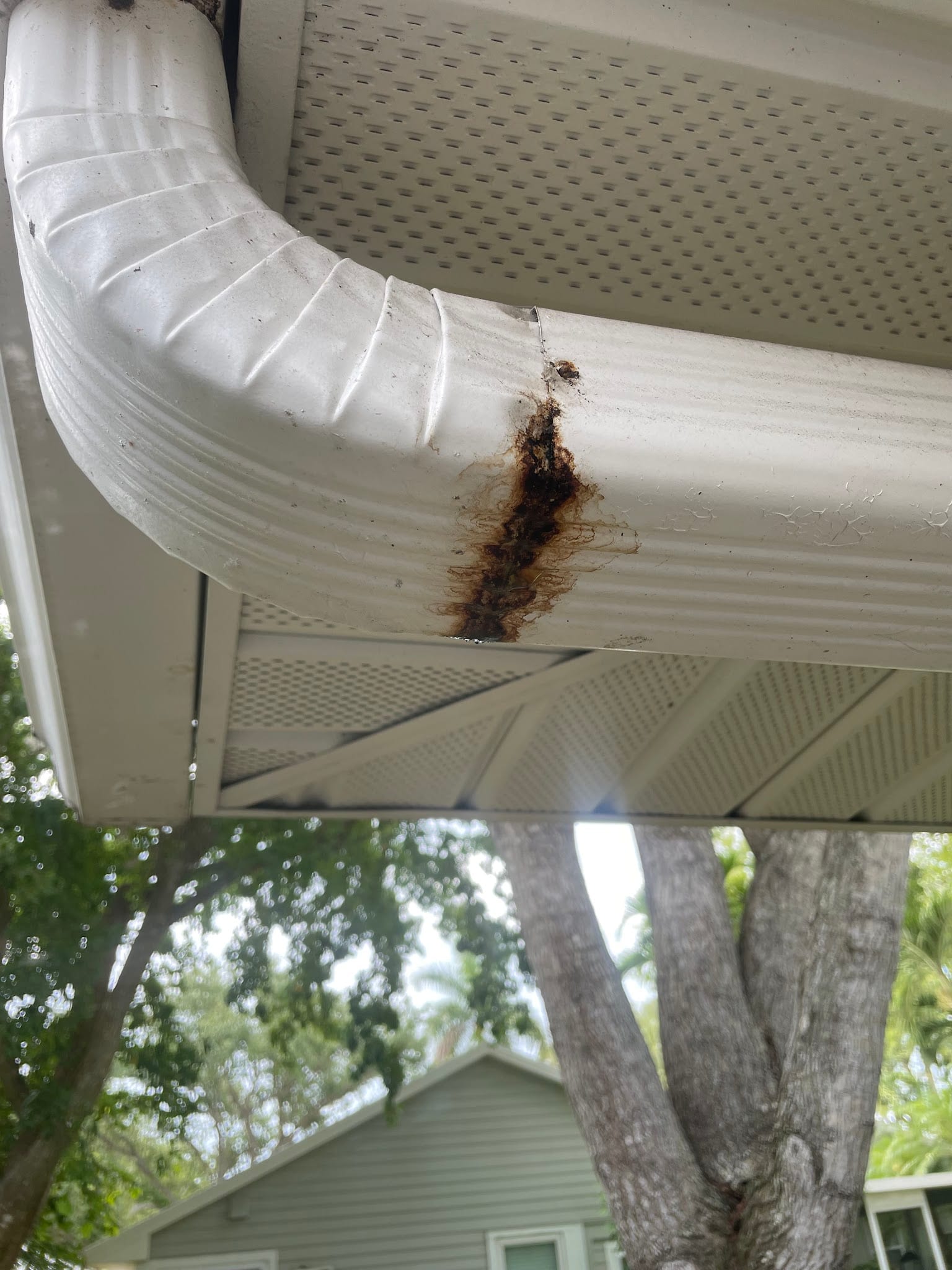 Dark organic debris clogging a white residential gutter downspout elbow