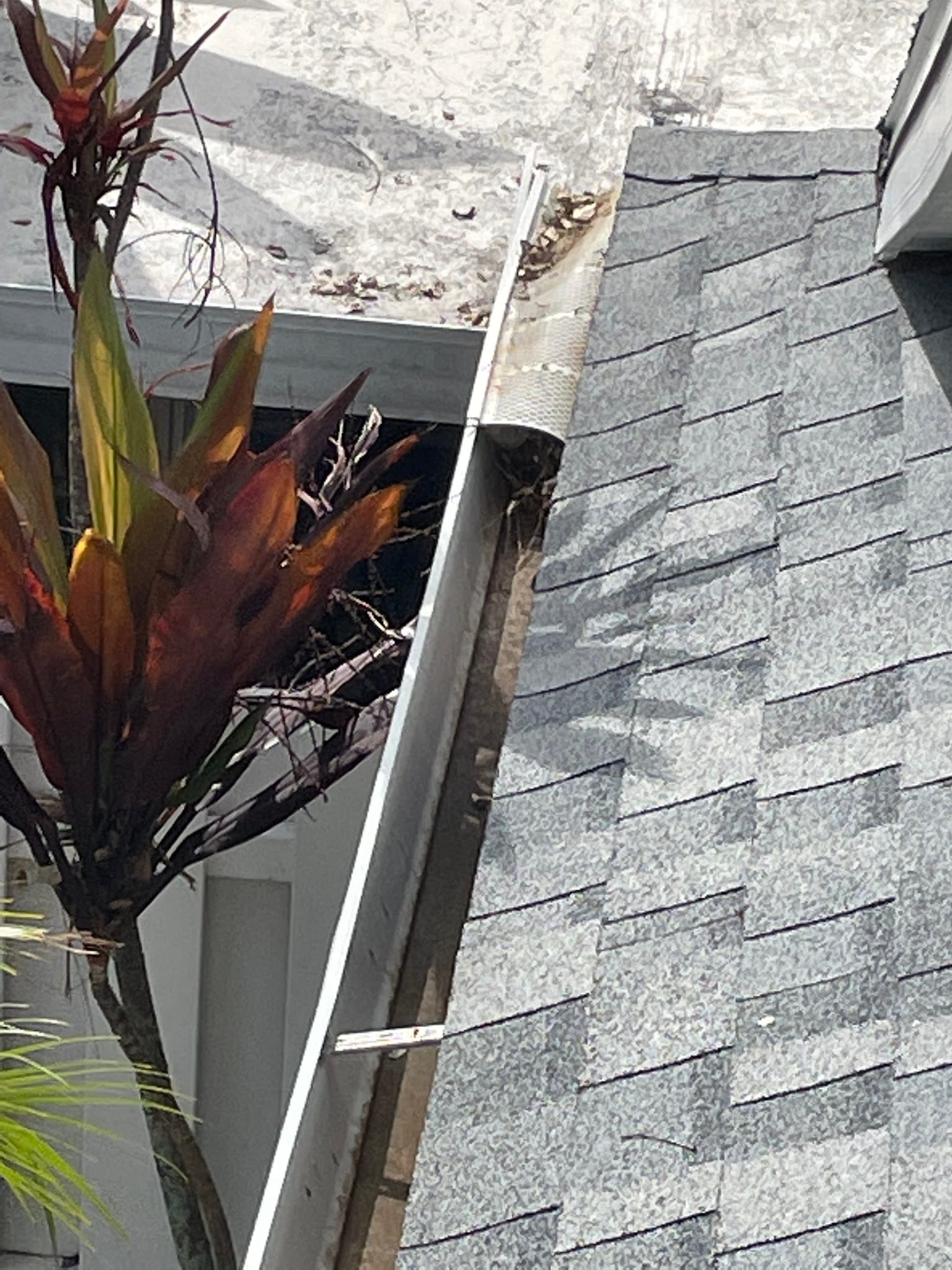 Gutter packed with leaves and debris along a shingle roof edge.