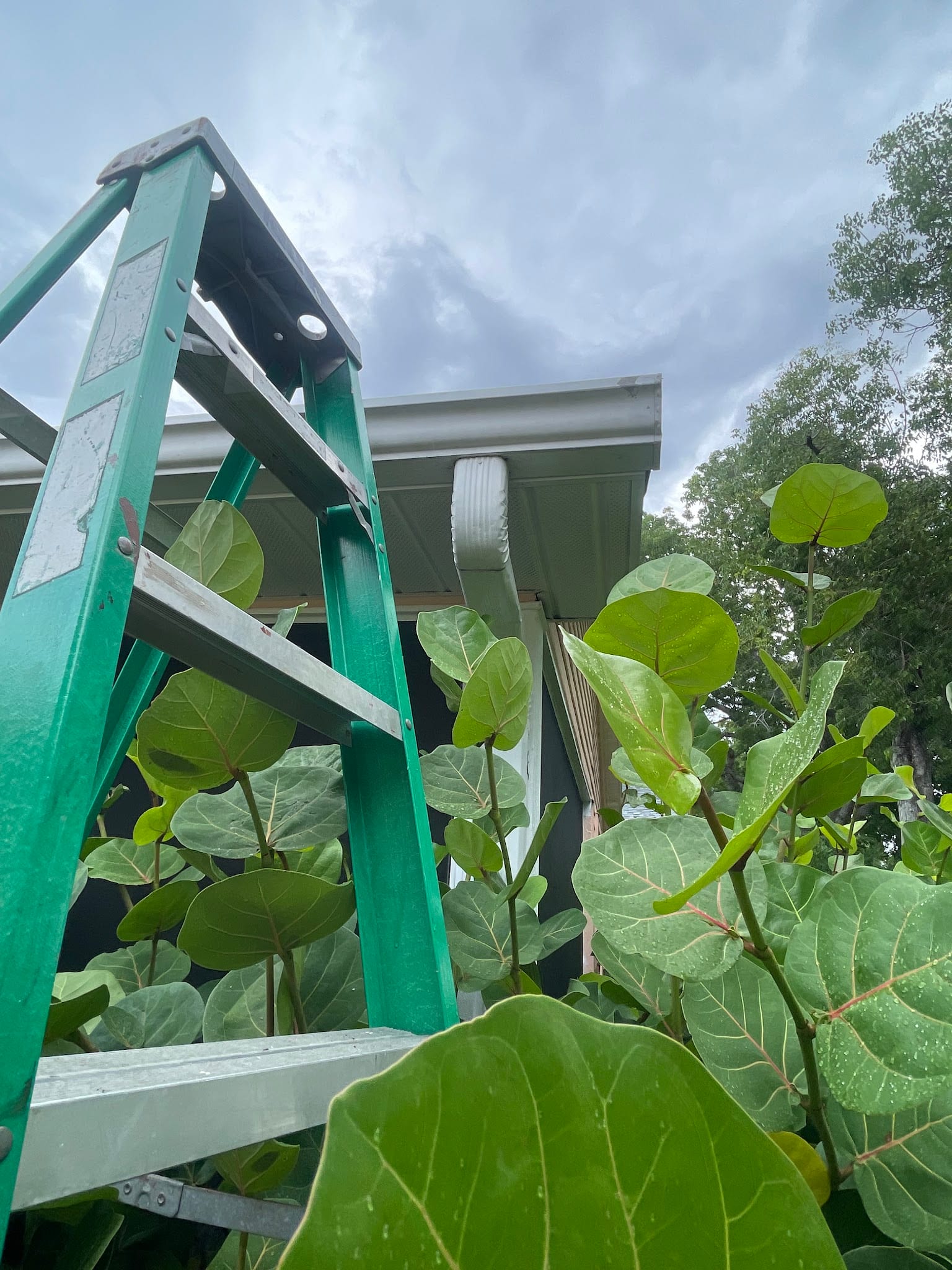 Green ladder leaning against roof gutter surrounded by overgrown leafy plants