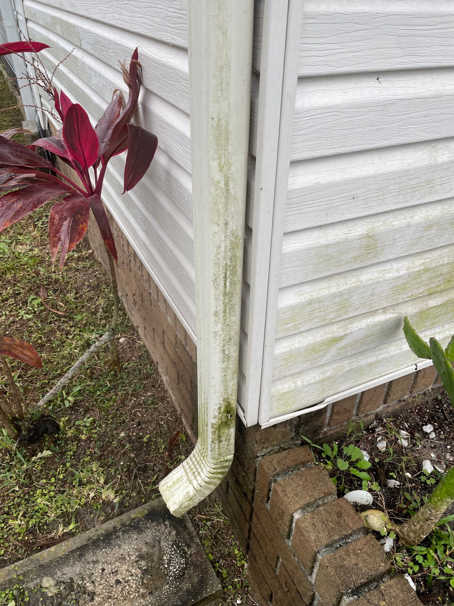Algae-covered white downspout on vinyl-sided home needing gutter cleaning