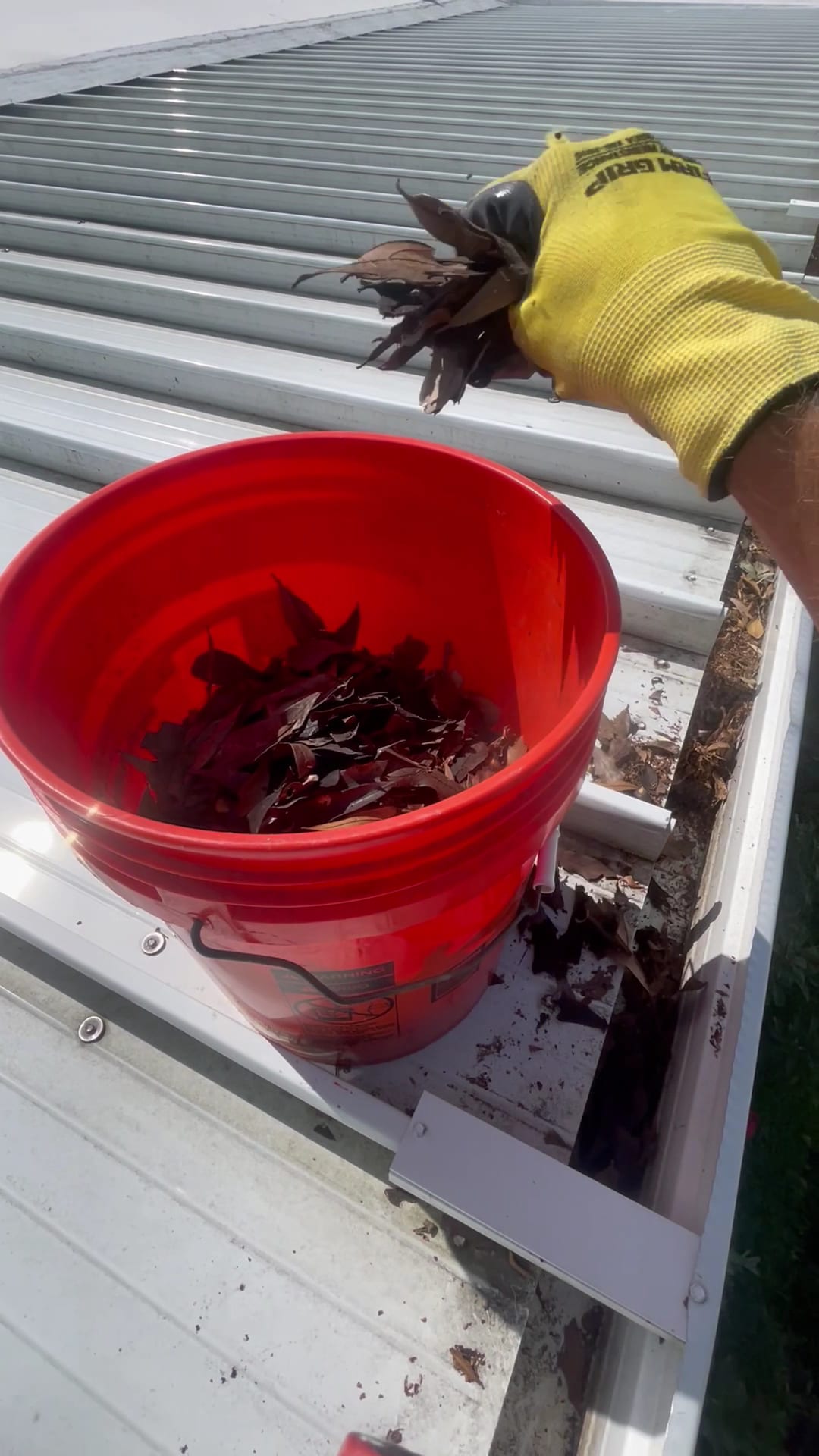 Gloved hand removing dead leaves from gutter into red bucket on metal roof