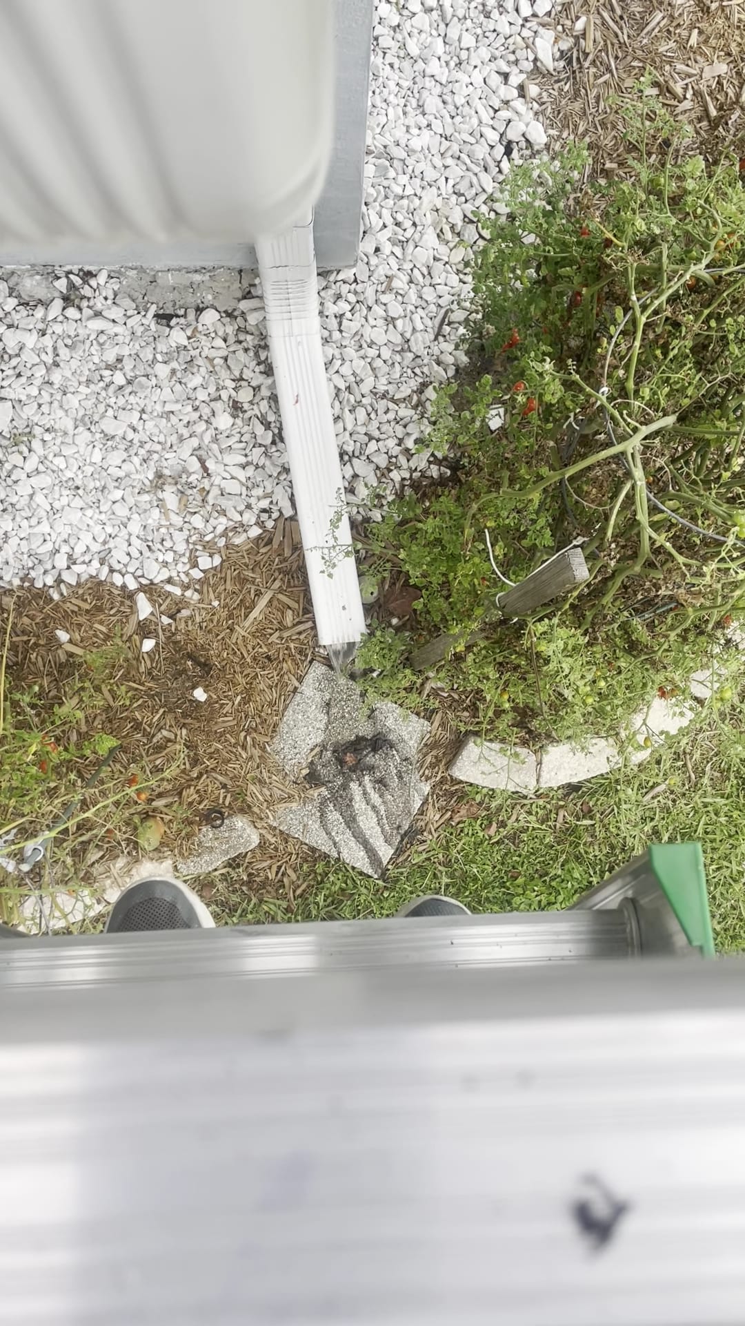 Downspout discharging onto splash block amid mulch and overgrown plants