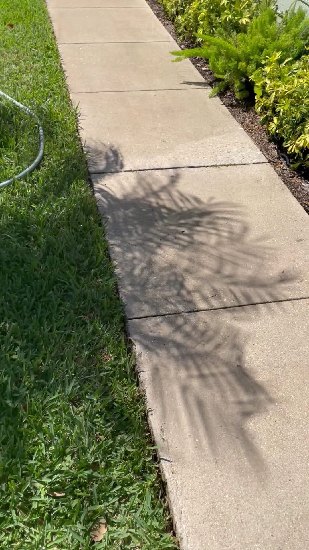 Palm tree shadow cast across a concrete sidewalk beside a garden bed